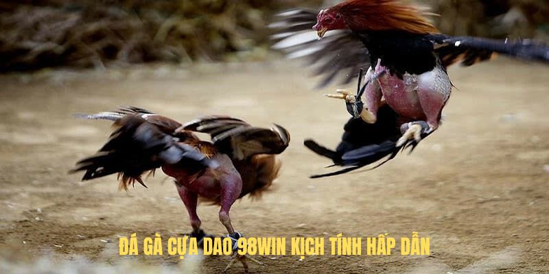 Đá gà cựa dao 98Win kịch tính, hấp dẫn